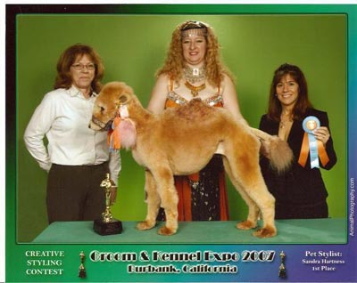 poodle.jpg