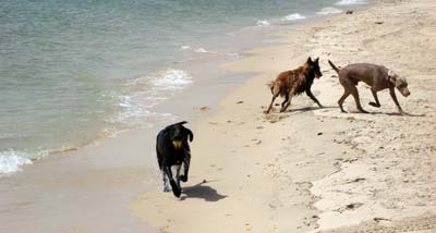 Dog Beach