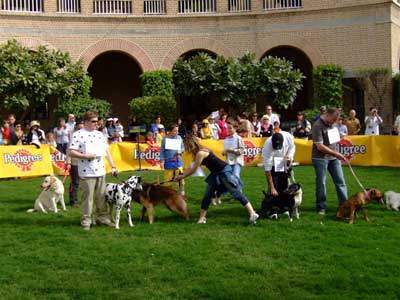  Fashion Show on The Dog Show 2007   2 48am