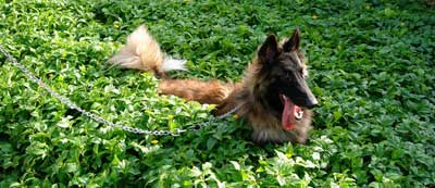geo belgian shepherd