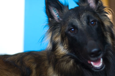 geo belgian shepherd