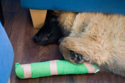 Urgent I Stepped On My Dog Help Applenova Forums