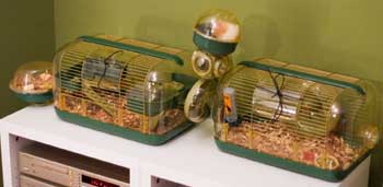 My Hamster Stores Its Food Where It Pees My Hamster Stores Its Food Where It Pees