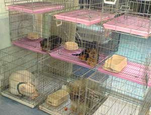 Puppy Store
