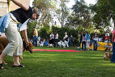Paws Dog Show