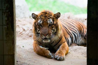 Kuwait Zoo tiger needs a new home – 2:48AM Kuwait Zoo tiger needs a new home – 2:48AM